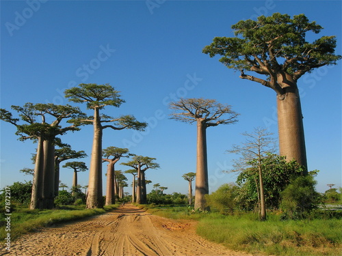 Fototapete Madagascar, Morondave : Baobab Avenue ou l'allée des baobabs.