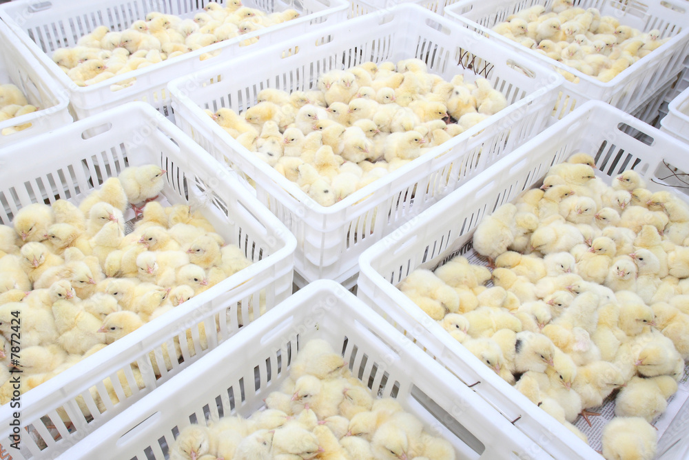 chickens