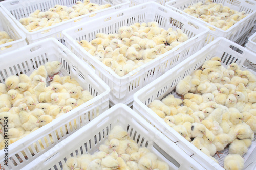 Obraz na płótnie chickens w salonie