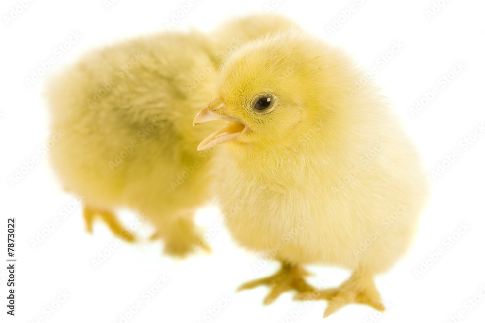 Day Old Chicks Day Old Chicks