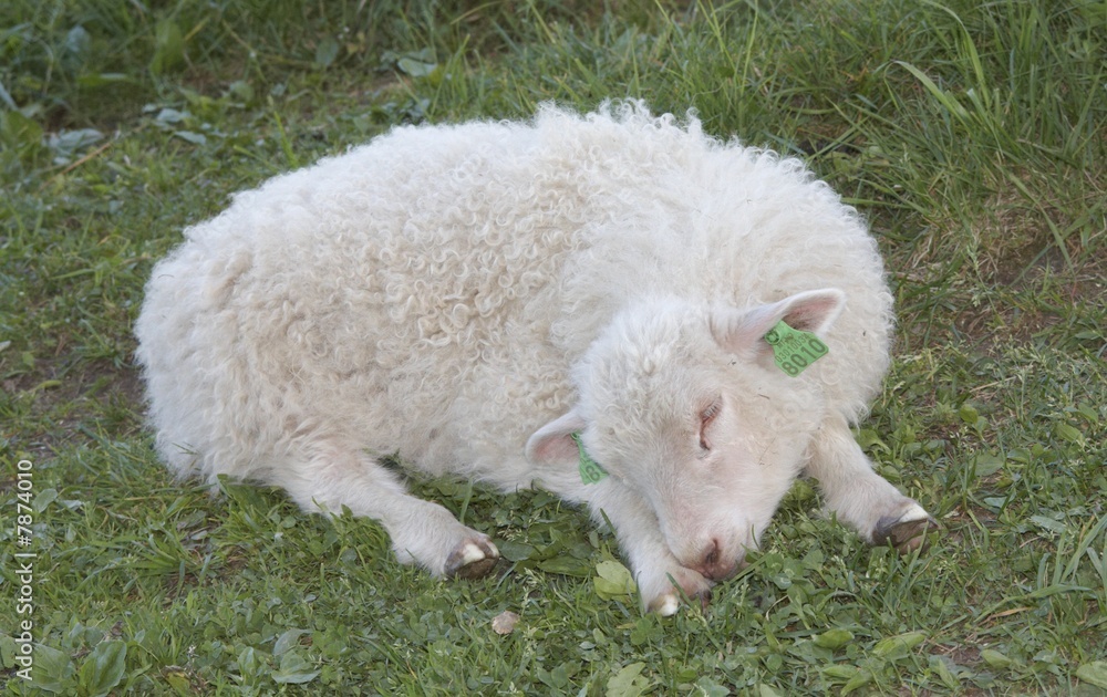 Obraz premium Sleeping lamb.