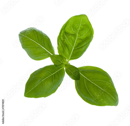  fresh basil
