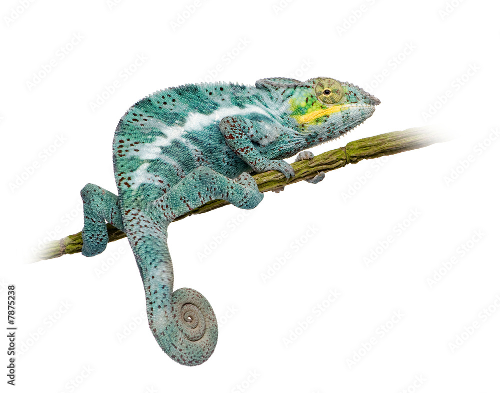 Naklejka premium Chameleon Furcifer Pardalis - Nosy Faly (18 months)