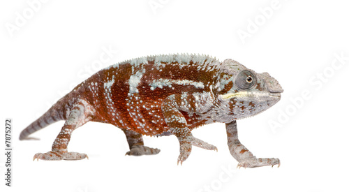 Chameleon Furcifer Pardalis - Masoala  4 years 