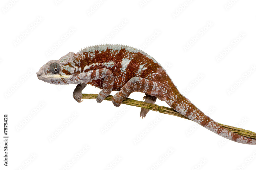 Fototapeta premium Chameleon Furcifer Pardalis - Masoala (4 years)