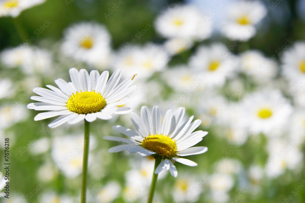Fototapeta premium two daisy flowers on field background