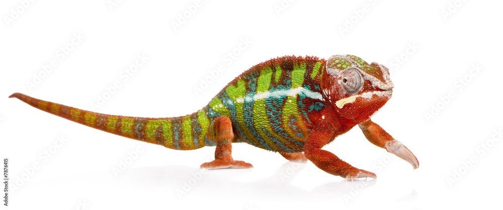 Fototapeta premium Chameleon Furcifer Pardalis - Ambilobe (18 months)