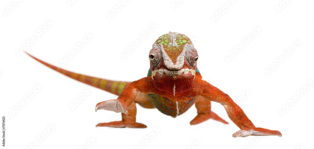 Fototapeta premium Chameleon Furcifer Pardalis - Ambilobe (18 months)