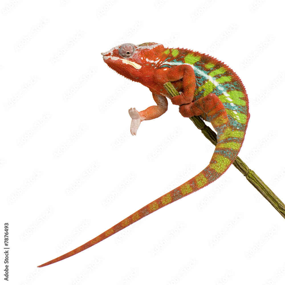 Fototapeta premium Chameleon Furcifer Pardalis - Ambilobe (18 months)