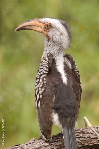 Southern Yellow-billed Hornbill photo