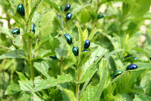 Photos Mint stalk destroyed by insect pests