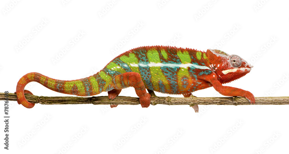 Obraz premium Chameleon Furcifer Pardalis - Ambilobe (18 miesięcy)