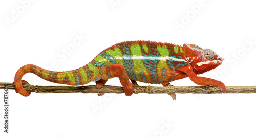 Chameleon Furcifer Pardalis - Ambilobe (18 months) #7876698