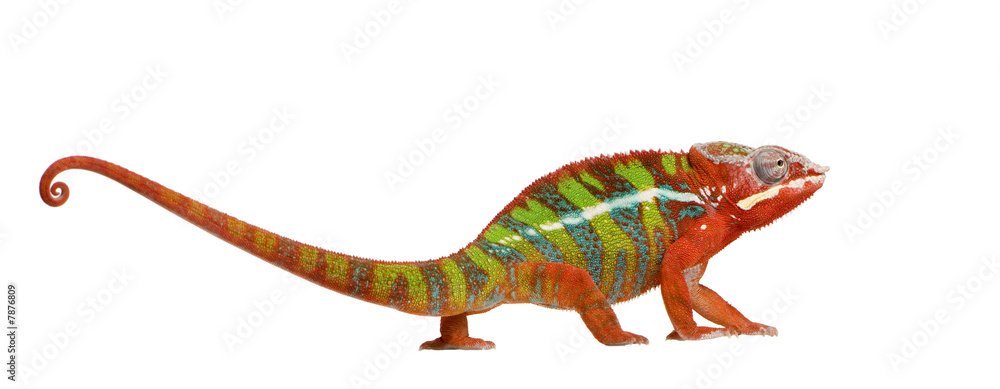 Obraz premium Chameleon Furcifer Pardalis - Ambilobe (18 miesięcy)