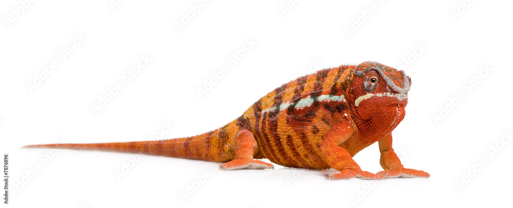 Naklejka premium Chameleon Furcifer Pardalis - Sambava (2 years)