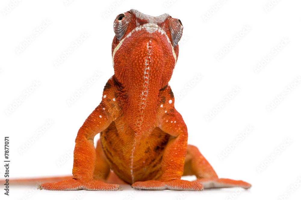 Fototapeta premium Chameleon Furcifer Pardalis - Sambava (2 years)