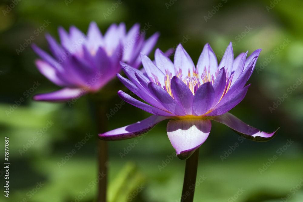 nénuphar nénuphar