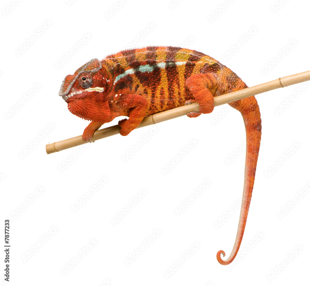 Fototapeta premium Chameleon Furcifer Pardalis - Sambava (2 years)