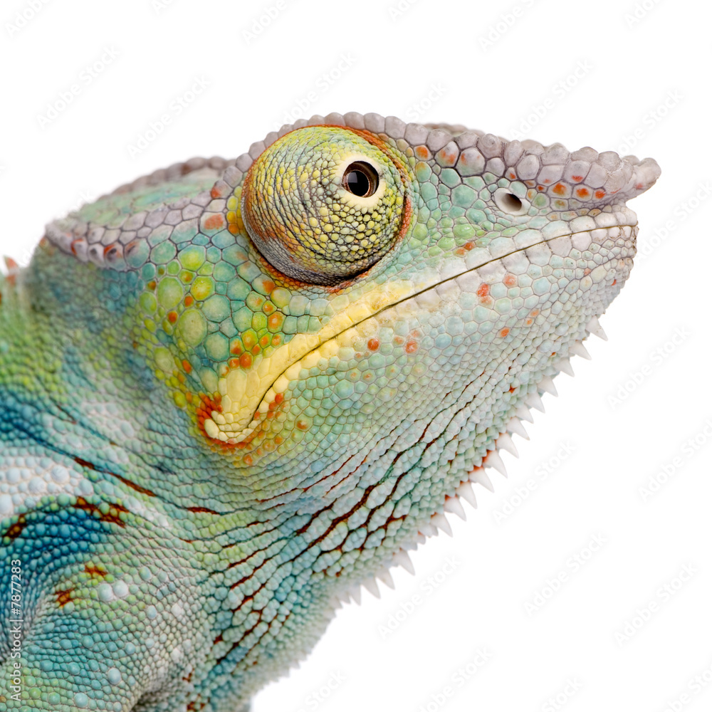 Fototapeta premium Young Chameleon Furcifer Pardalis - Ankify (8 months)