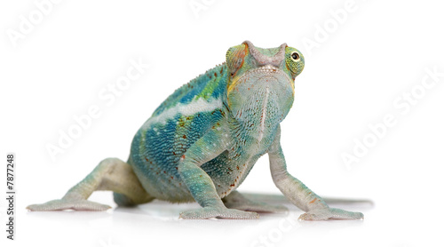 Young Chameleon Furcifer Pardalis - Ankify (8 months)