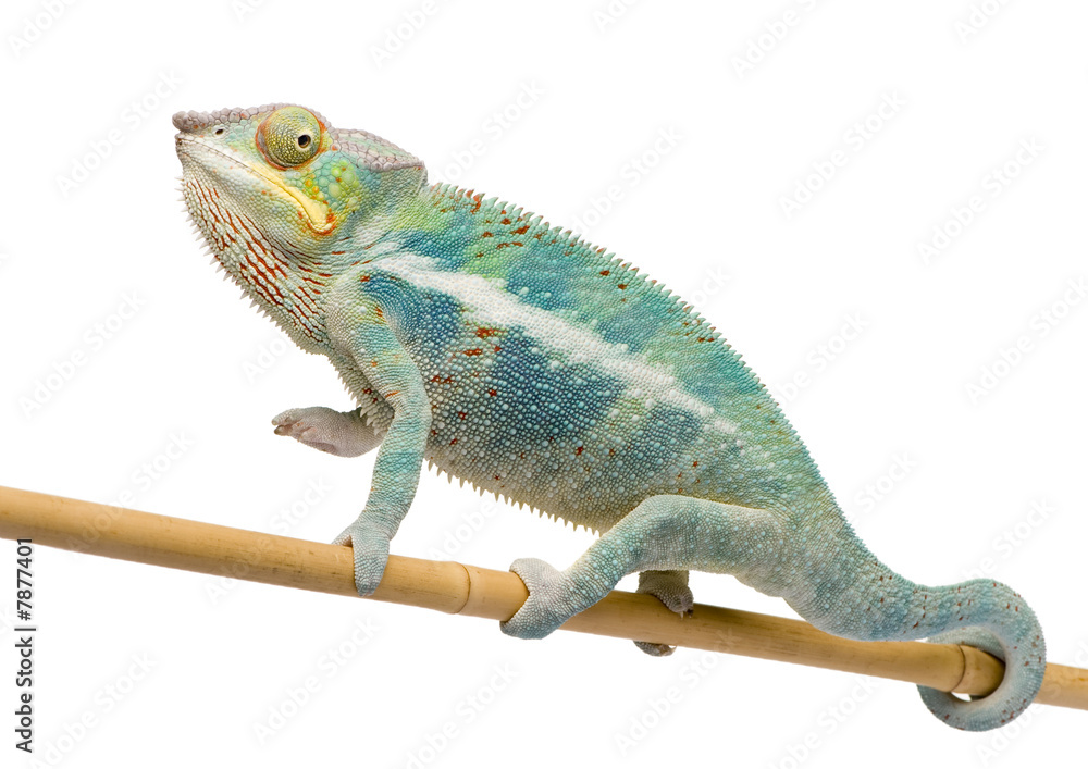 Obraz premium Young Chameleon Furcifer Pardalis - Ankify (8 months)