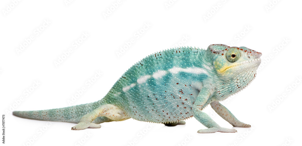 Fototapeta premium Young Chameleon Furcifer Pardalis - Nosy Be(7 months)