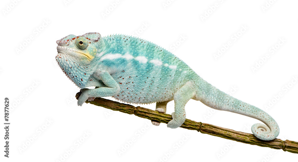 Obraz premium Young Chameleon Furcifer Pardalis - Nosy Be(7 months)