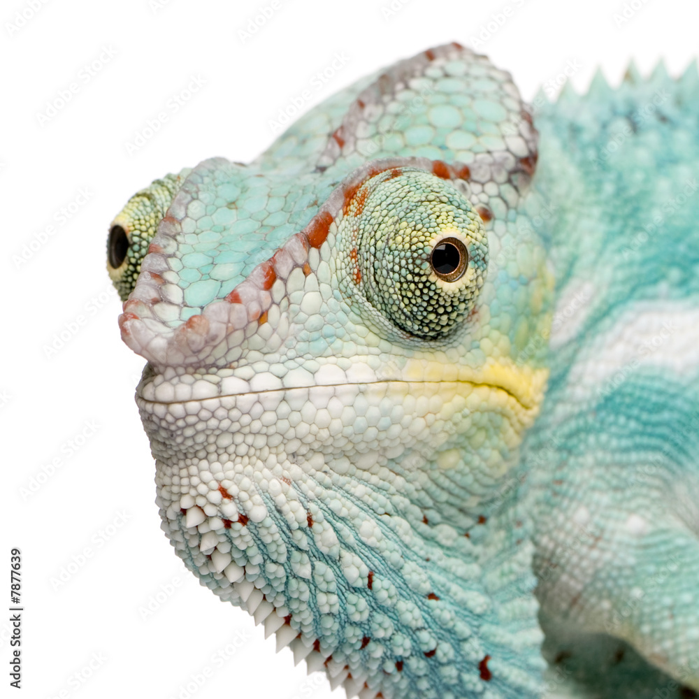 Obraz premium Young Chameleon Furcifer Pardalis - Nosy Be(7 months)