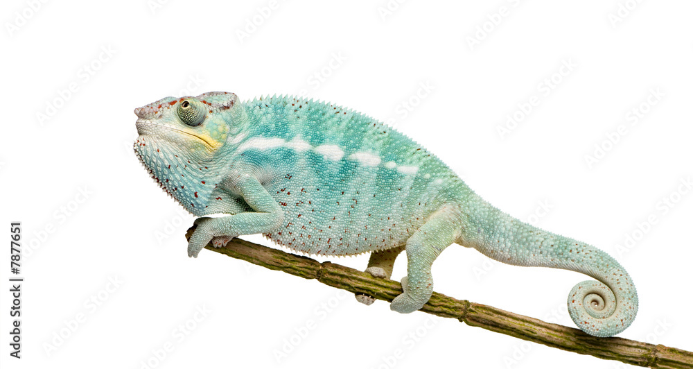Obraz premium Young Chameleon Furcifer Pardalis - Nosy Be(7 months)