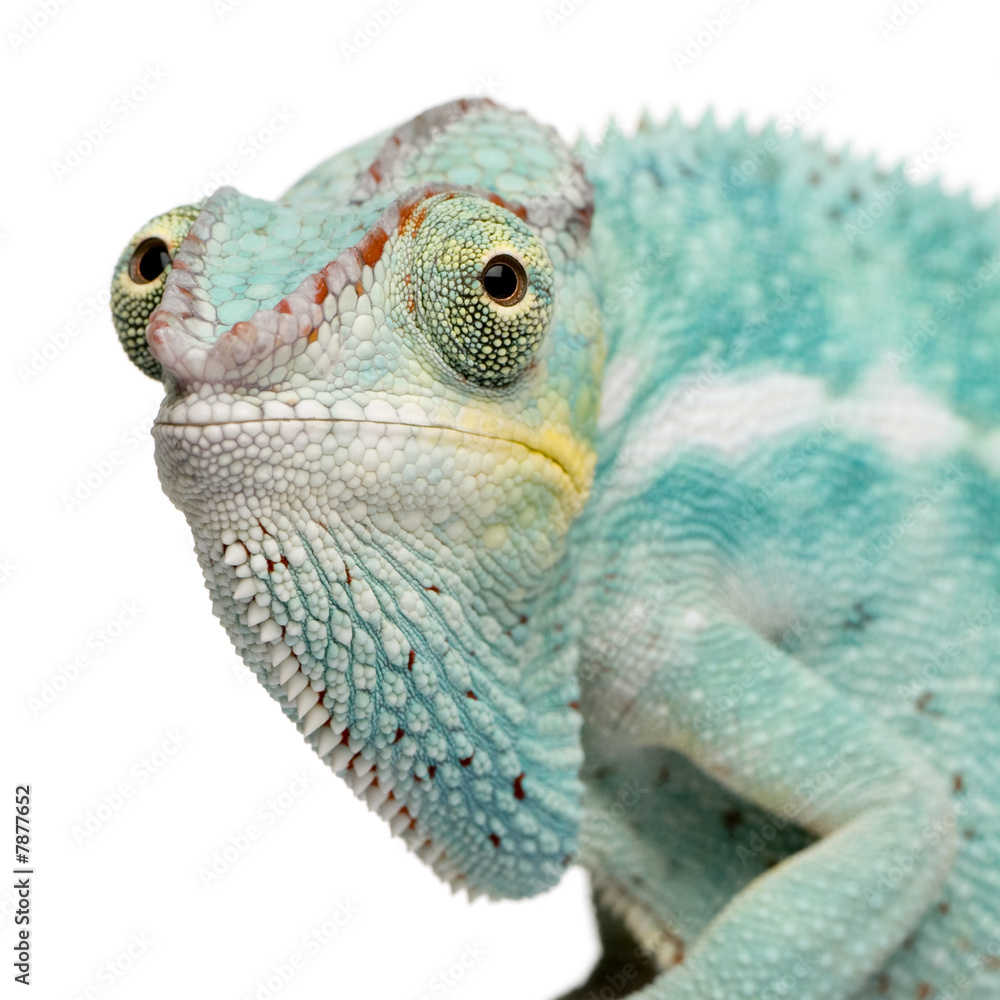 Naklejka premium Young Chameleon Furcifer Pardalis - Nosy Be(7 months)