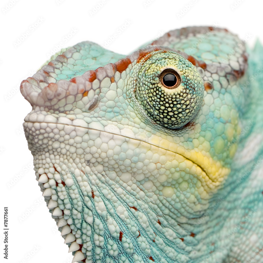 Fototapeta premium Young Chameleon Furcifer Pardalis - Nosy Be (7 miesięcy)