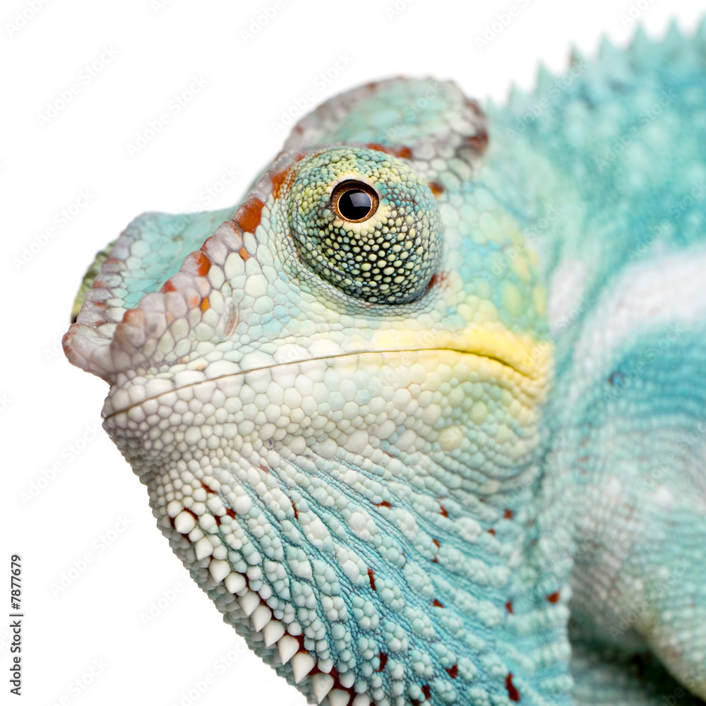Naklejka premium Young Chameleon Furcifer Pardalis - Nosy Be(7 months)