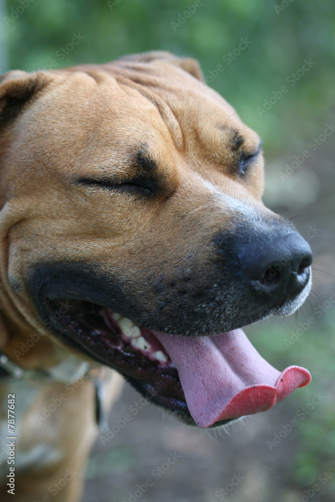 Pit bull terrier with tongue out and curled up. Pit bull terrier with tongue out and curled up.