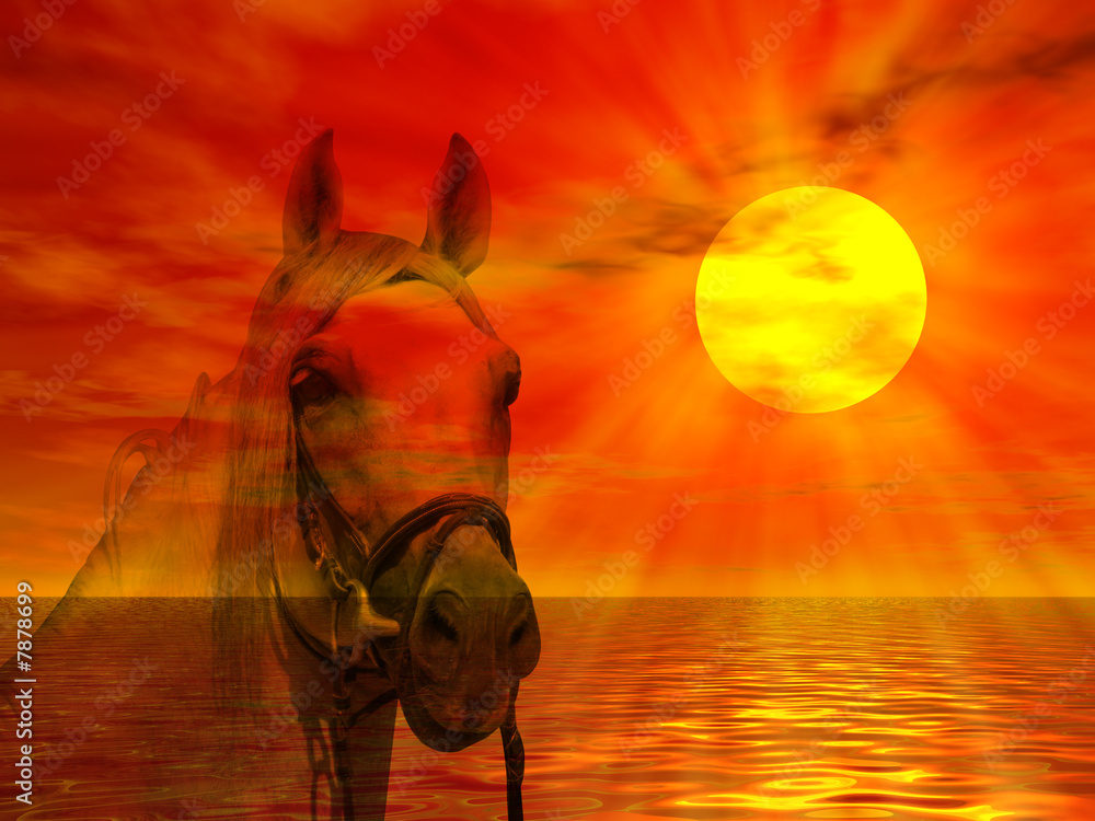Cavallo nel tramonto - obrazy, fototapety, plakaty 