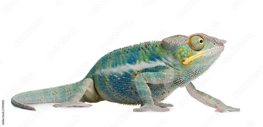 Fototapeta premium Young Chameleon Furcifer Pardalis - Ankify (8 miesięcy)