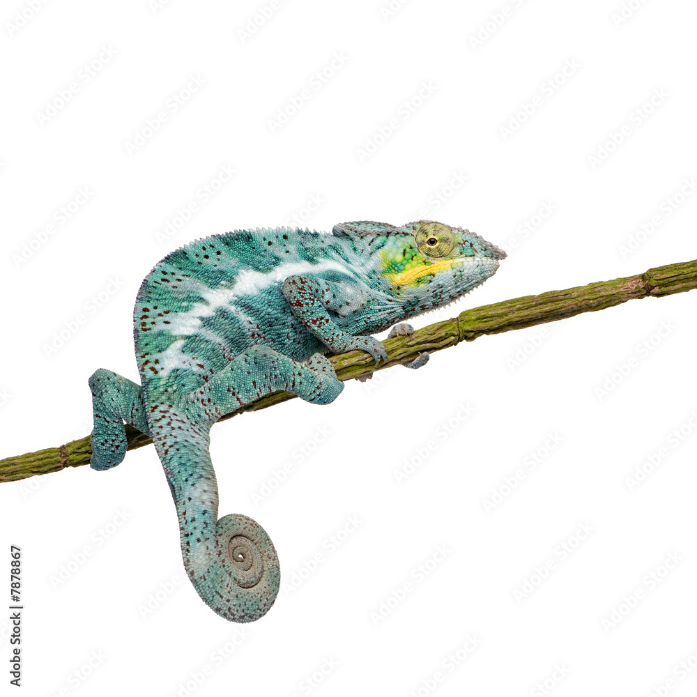 Fototapeta premium Chameleon Furcifer Pardalis - Nosy Faly (18 months)