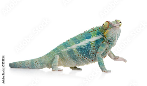 Young Chameleon Furcifer Pardalis - Ankify (8 months) © Eric Isselée