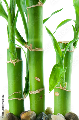 Lucky bamboo