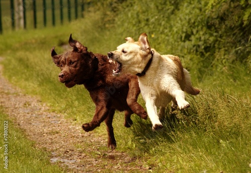 Photography Attaque de chien