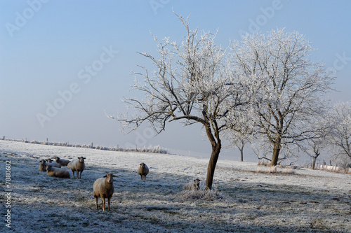 moutons en hiver