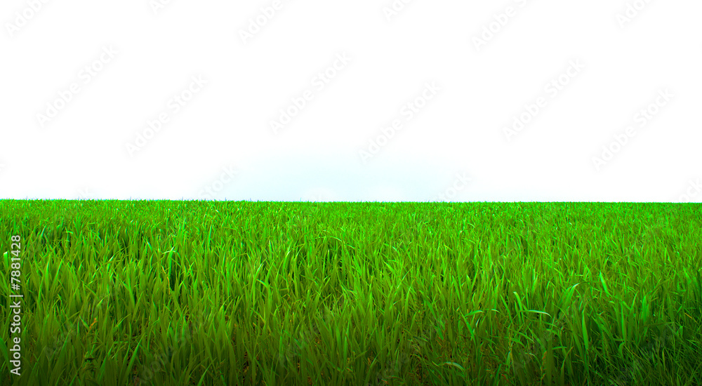 Obraz premium Gras