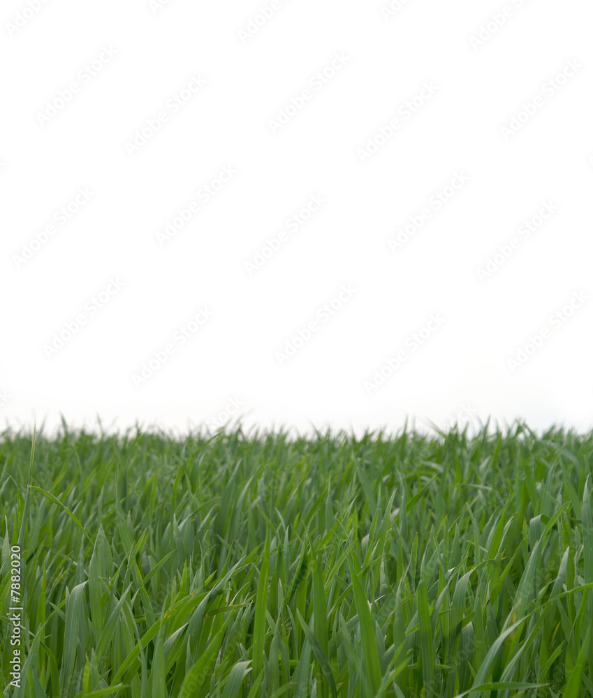 Fototapeta premium Rasen im Garten