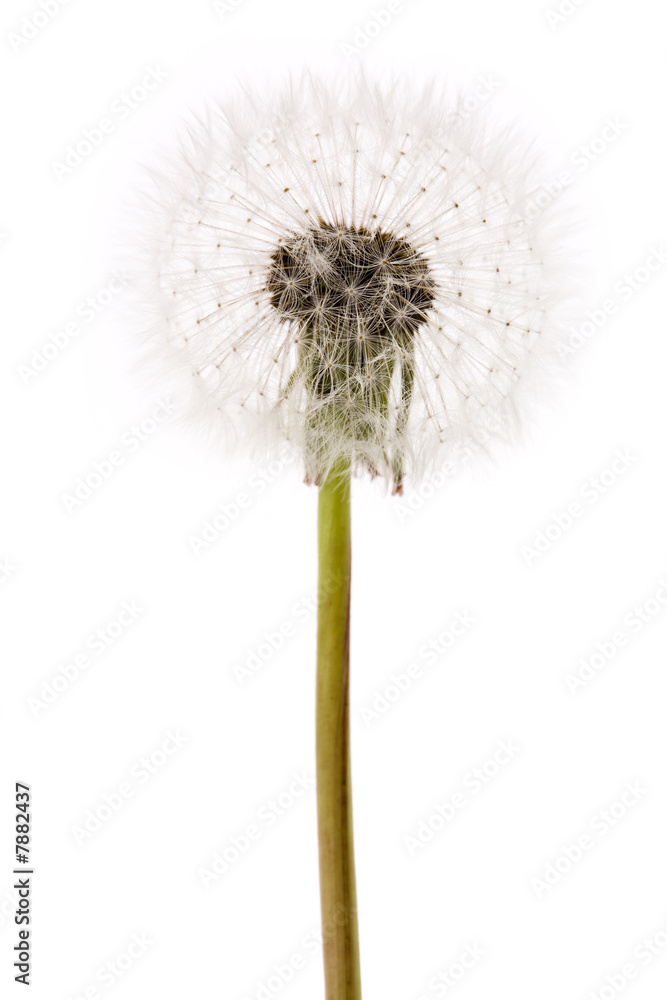 Fototapeta premium dandelion