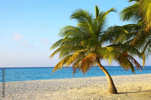 Palmtree is on a tropical beach