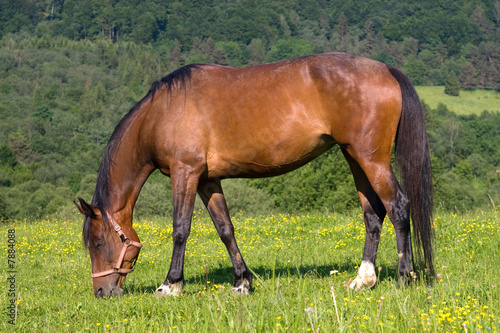 Grazing brown horse
