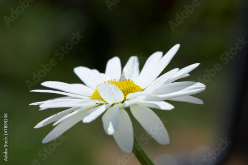 White daisy on a wind