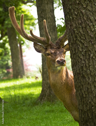 Reindeer