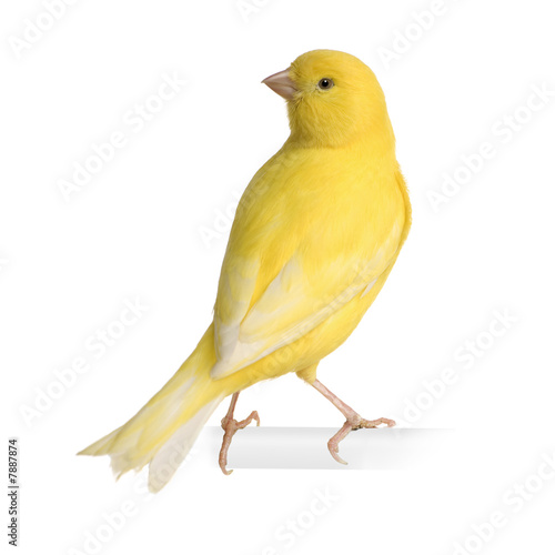 Yellow canary - Serinus canaria on its perch