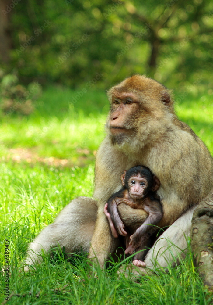 Naklejka premium baby macaque monkey safe with mother