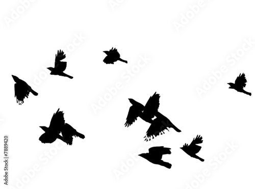 black birds in flight over white, vector illustration,